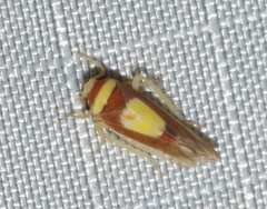 Colladonus clitellarius