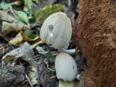 Micacei
