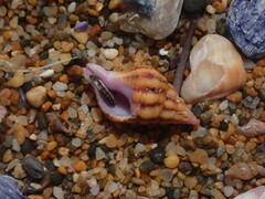 Peristernia reincarnata