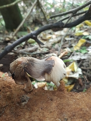 Micacei
