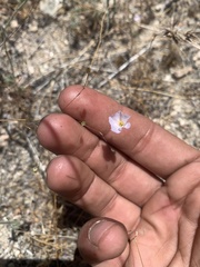 Leptosiphon liniflorus