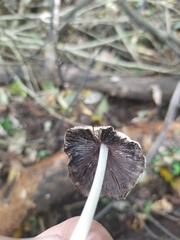 Micacei