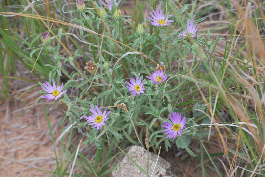 Texas Ground-Daisy