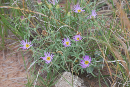 Texas Townsend daisy (Townsendia texensis)