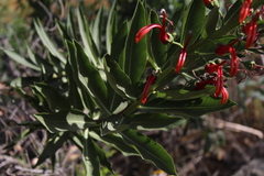 Lobelia excelsa