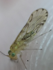 Zelandopsocus kuscheli