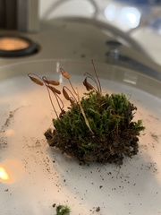Funaria hygrometrica