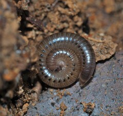 Uroblaniulus canadensis