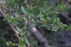 Azara dentata