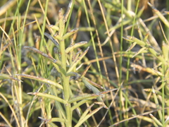 Prosopis humilis