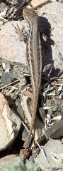 Sceloporus graciosus graciosus