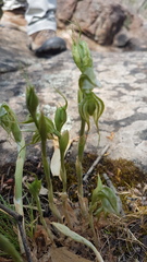 Pterostylis planulata