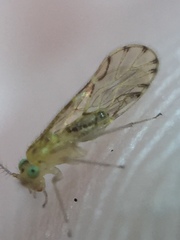 Zelandopsocus kuscheli