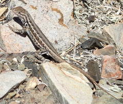 Sceloporus graciosus graciosus