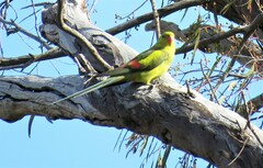 Polytelis anthopeplus