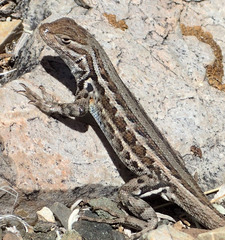 Sceloporus graciosus graciosus