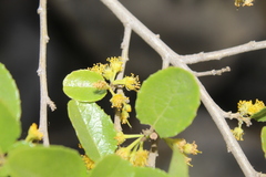 Azara dentata