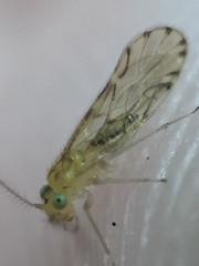 Zelandopsocus kuscheli