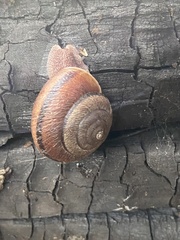 Helminthoglypta