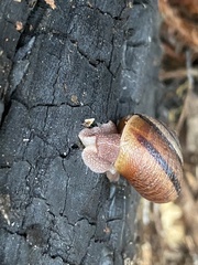 Helminthoglypta