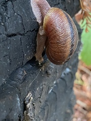 Helminthoglypta