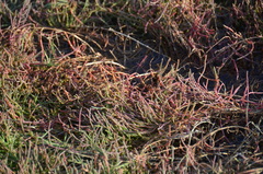 Salicornia pacifica