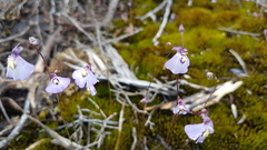 Utricularia grampiana