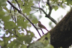Piranga rubra