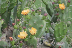 Opuntia rioplatense