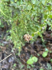 Rhopalomyia californica
