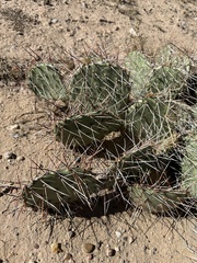 Opuntia tortispina