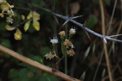 Ageratina glechonophylla