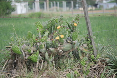 Opuntia rioplatense
