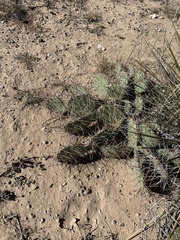 Opuntia tortispina