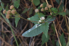 Ageratina glechonophylla