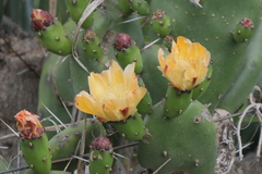 Opuntia rioplatense