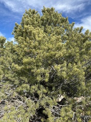 Pinus edulis