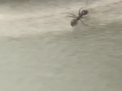 Forelius pruinosus
