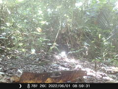 Holcosus niceforoi