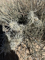 Grusonia clavata