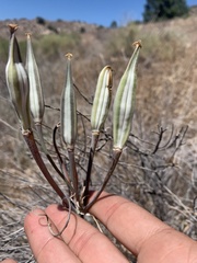 Calochortus kennedyi kennedyi