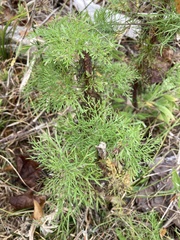 Eupatorium capillifolium