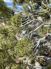 Pinus edulis