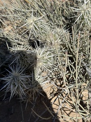 Grusonia clavata