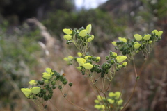 Calceolaria nudicaulis