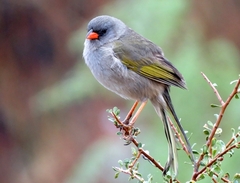 Embernagra platensis