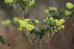 Calceolaria nudicaulis