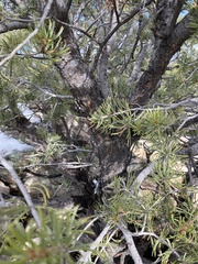 Pinus edulis
