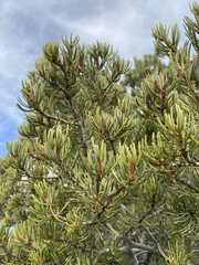 Pinus edulis