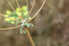 Calceolaria nudicaulis